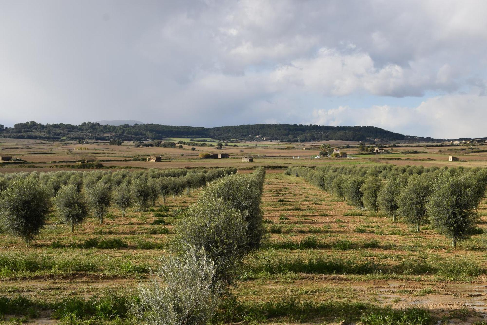 Agroturisme Gossalba Sant Joan ห้อง รูปภาพ